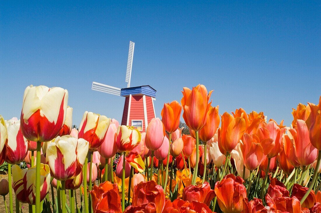 Windmühle auf der Wooden Shoe Tulpenfarm; Willamette Valley, Woodburn, Oregon, USA