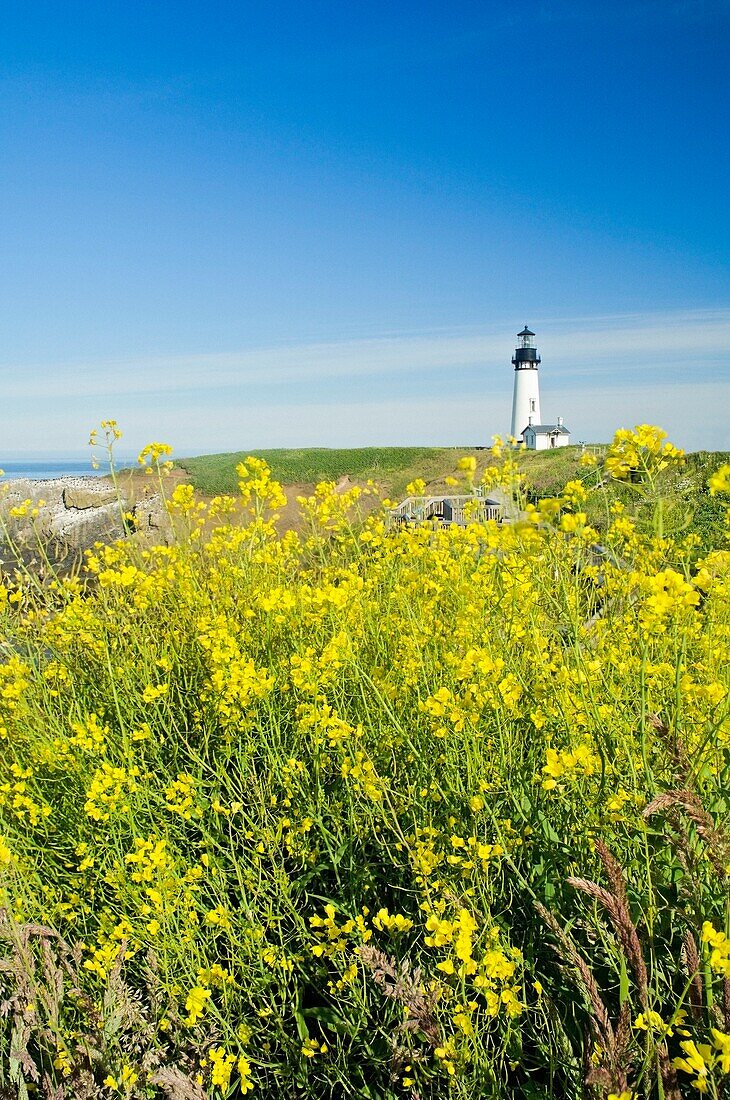 Yaquina Head Lighthouse; Yaquina Head Outstanding Natural Area, Newport, Oregon, Usa