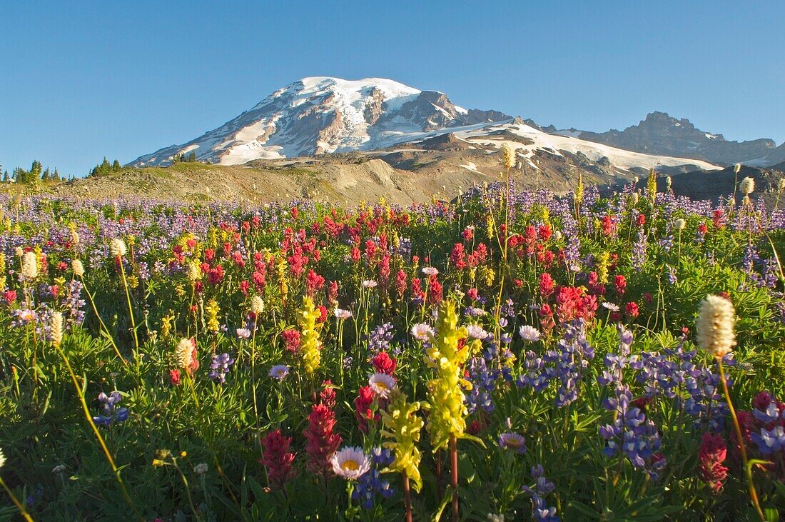 Wildblumen im Mount Rainier National Park - Washington, Mt. Rainier National Park, Washington State, Usa