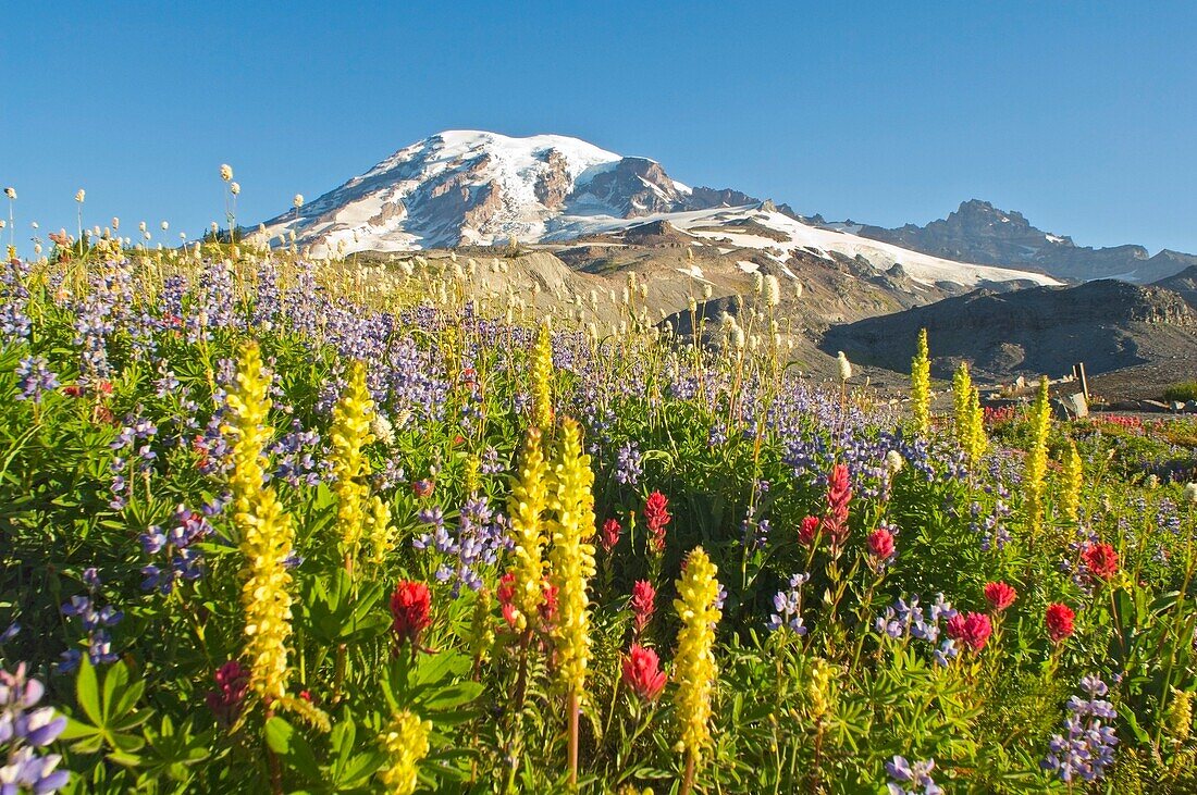 Wildblumen im Mount Rainier-Nationalpark - Washington, Mt. Rainier-Nationalpark, Bundesstaat Washington, USA