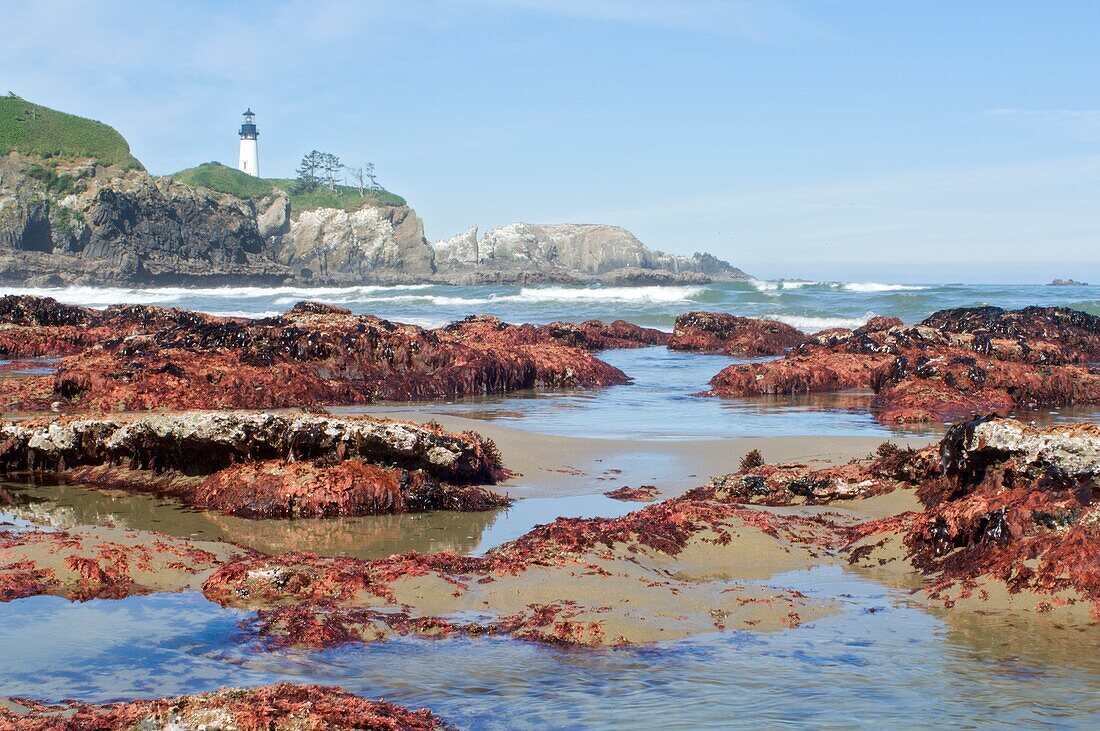 Niedrigwasser am Yaquina Head Leuchtturm; Yaquina Head Outstanding Natural Area, Newport, Oregon, USA