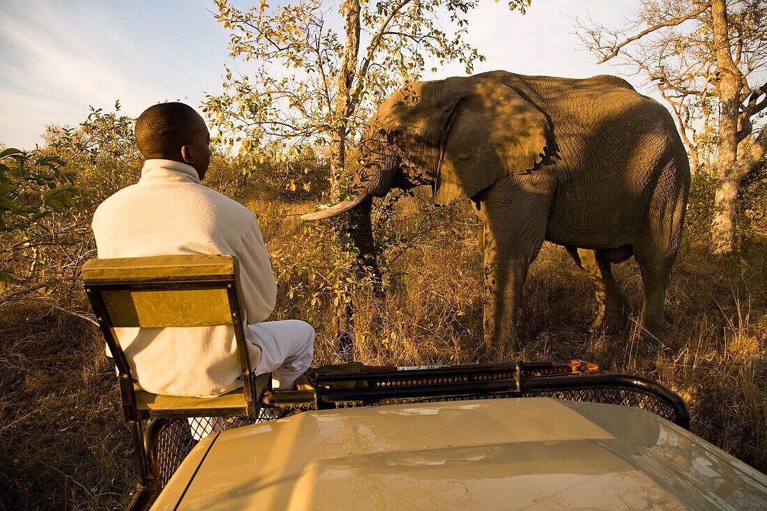 Spurenleser im Safari-Fahrzeug, der einen afrikanischen Elefanten beobachtet; Sabi Sand Reserve, Mpumalanga, Südafrika, Afrika