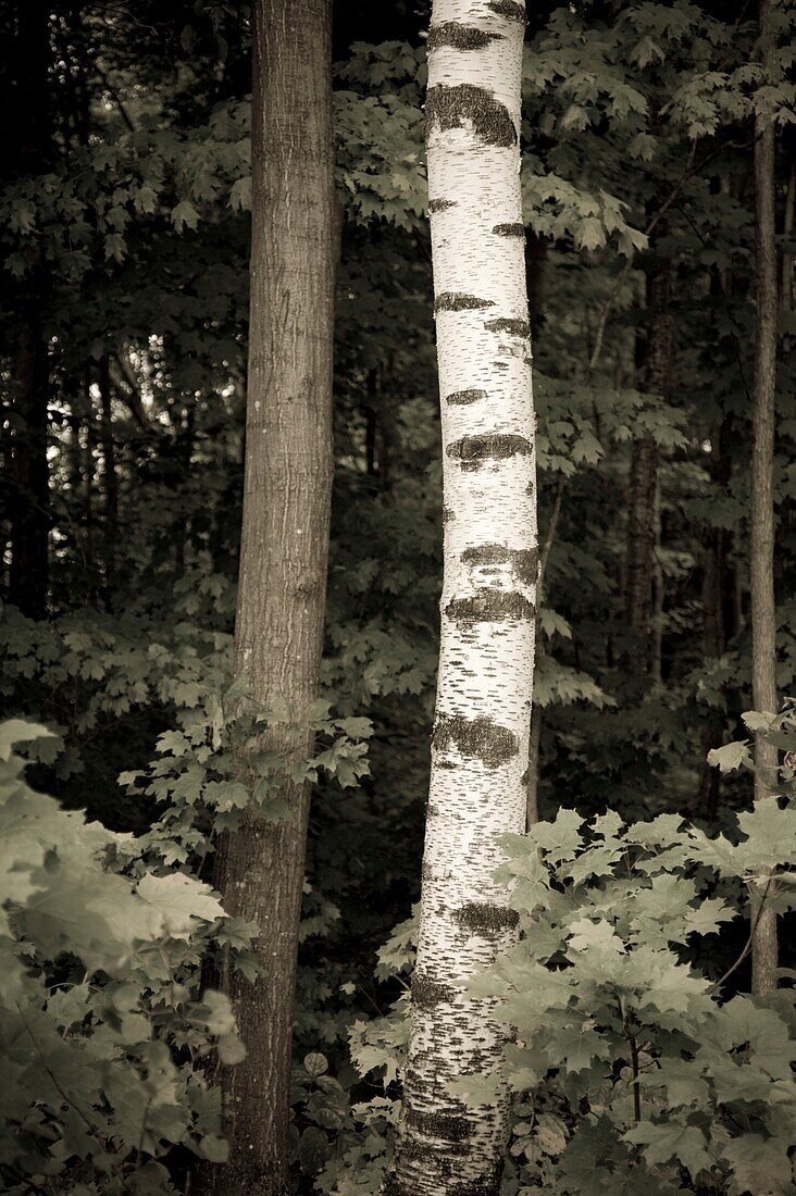 Muskokas,Ontario,Canada; Desaturation Image Of Tree Trunks