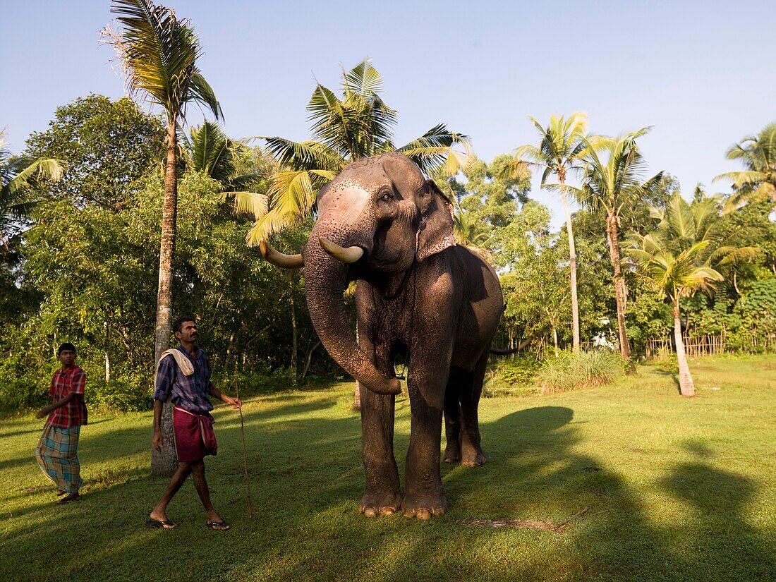 Elefanten-Yoga; Kerala, Indien