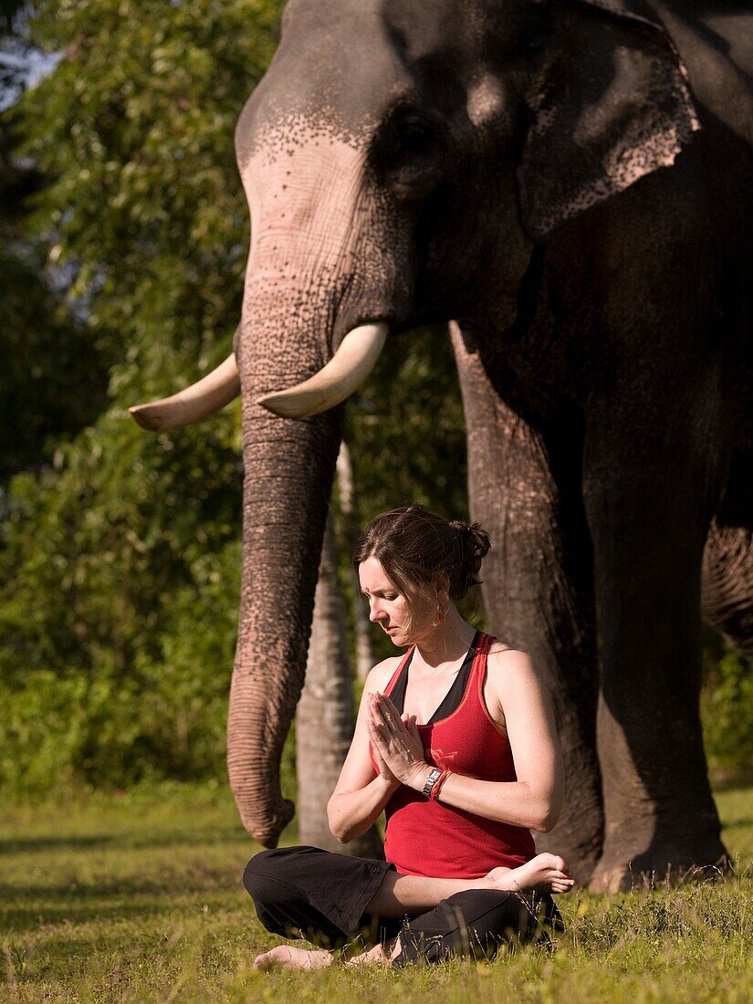 Young Woman Practicing Yoga, Elephant In Background; Kerala, India