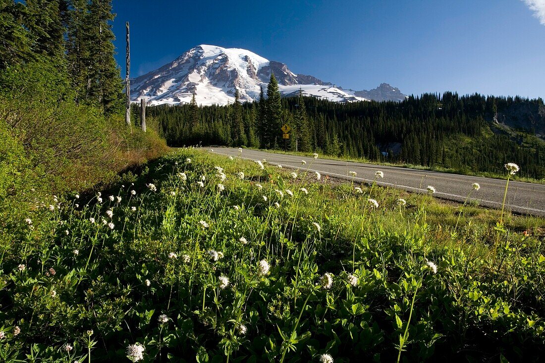 Wildblumen entlang der Straße, Mt. Rainier im Hintergrund; Mt. Rainier National Park, Washington State, USA