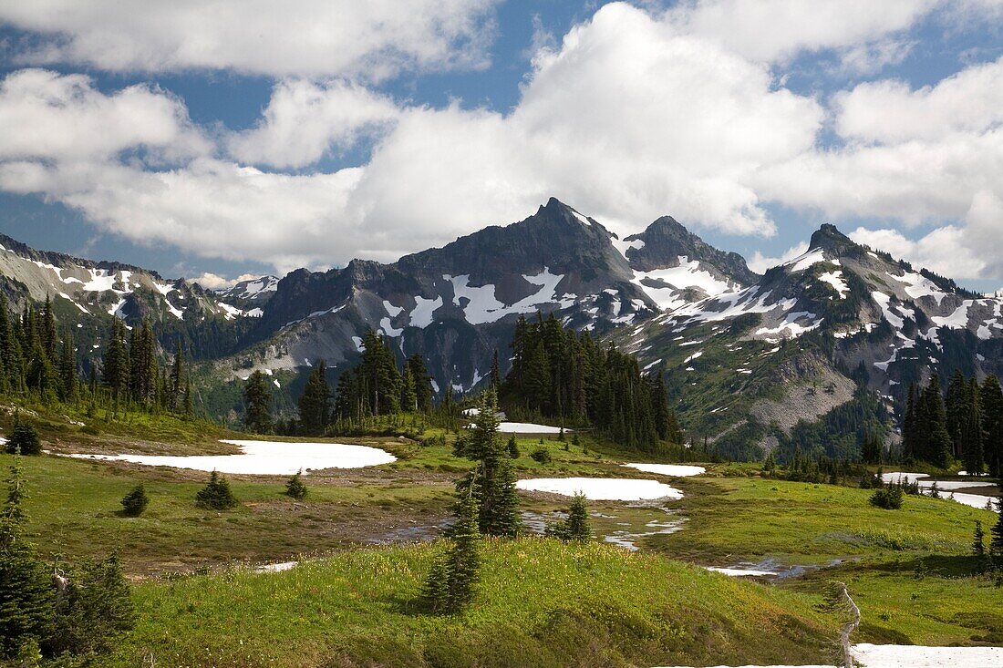 Nachmittagslicht auf Wildblumen im Nationalpark, Tatoosh Mountains im Hintergrund; Mt Rainier National Park, Washington State, USA