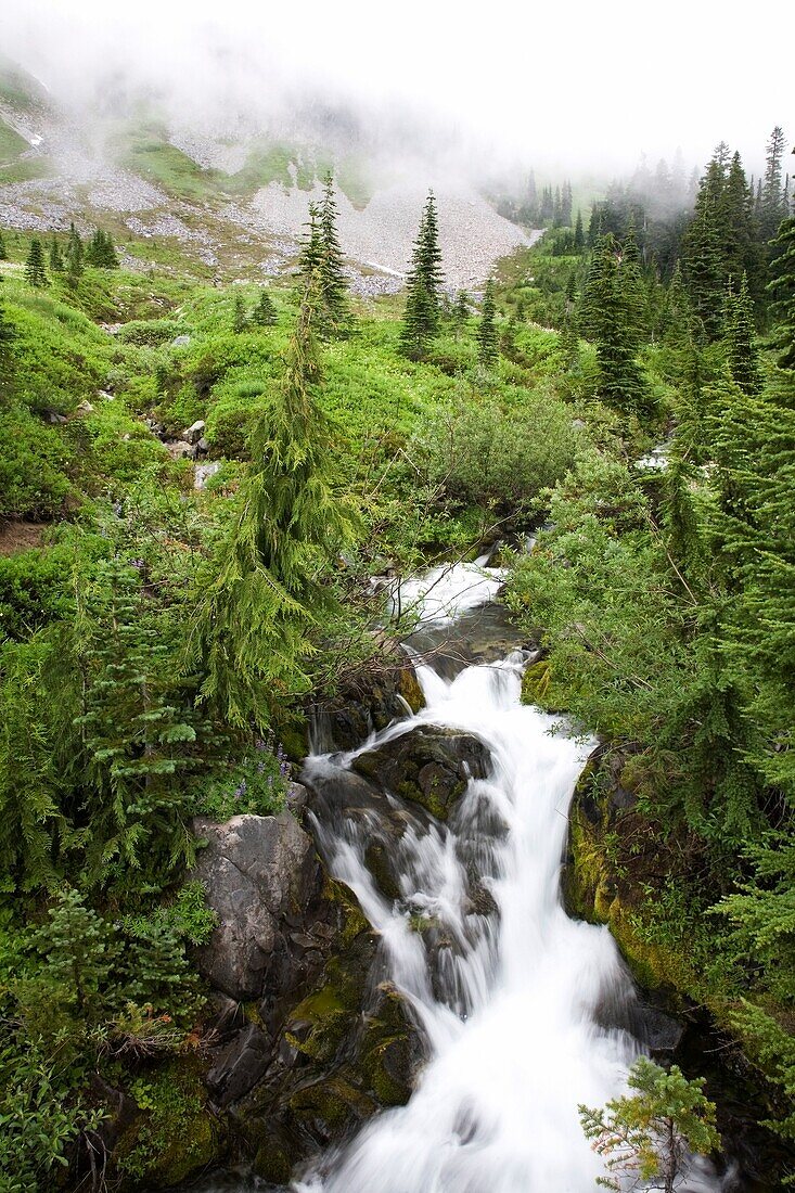 Paradise Creek; Tatoosh Mountains, Mt. Rainier National Park, Washington State, Usa