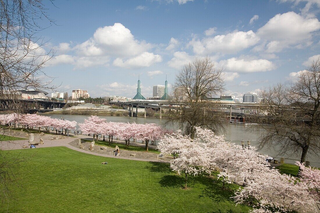 Spring Blossoms Along Portland Waterfront; Portland, Oregon, Usa