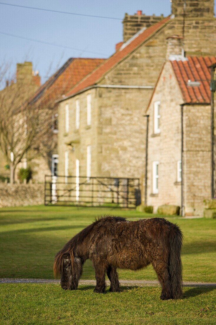 Haus und Pony auf der Weide; Levisham, North Yorkshire, England