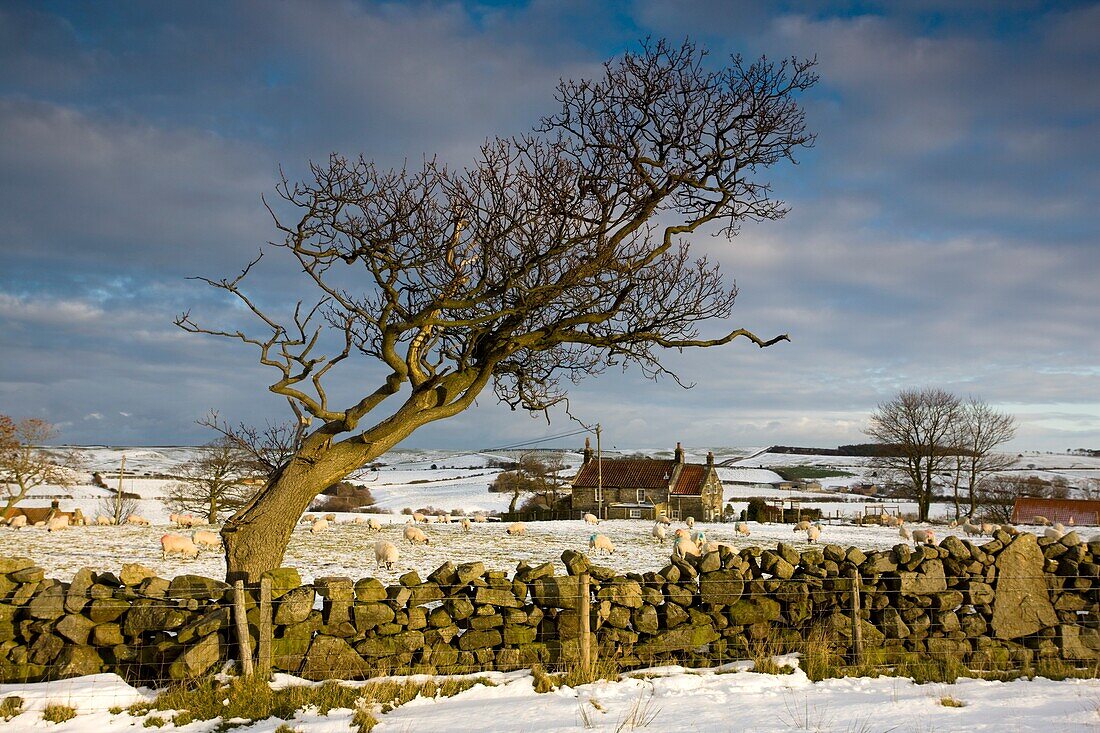 Rural Scene; North Yorkshire, England, Uk