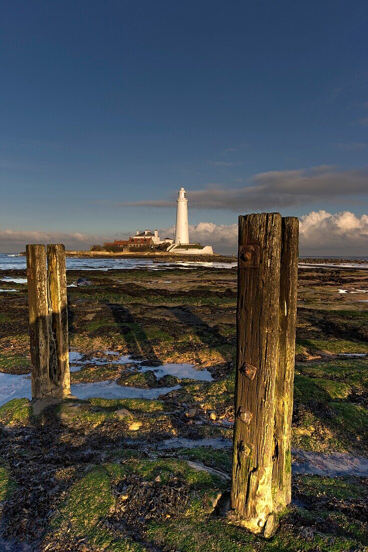 Hölzerne Pfosten und Leuchtturm in der Ferne; Whitley Bay, Northumberland, England