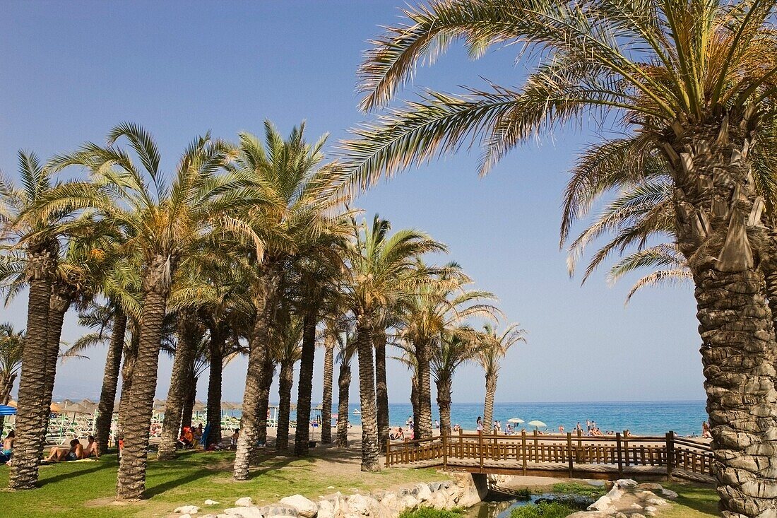 Palm Trees On Playamar Beach; Torremolinos, Malaga Province, Costa Del Sol, Spain