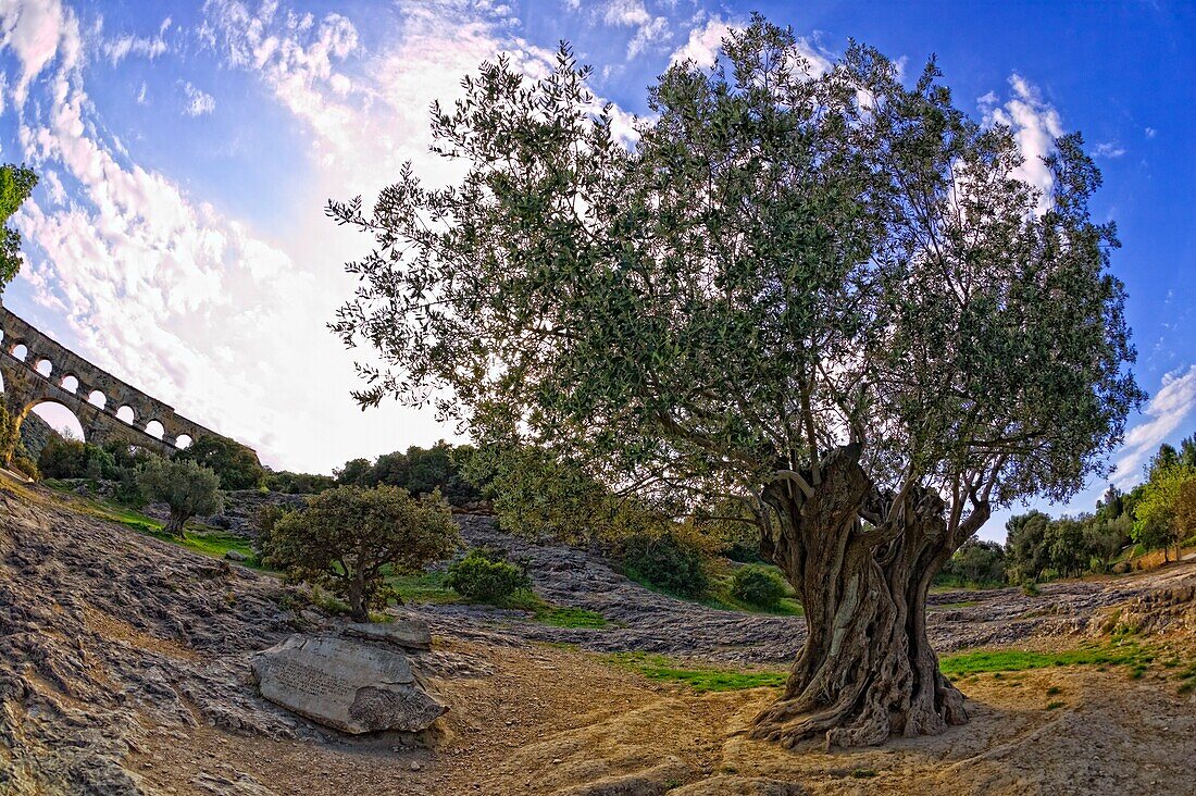 Alte Ruinen eines Aquädukts und ein uralter Olivenbaum; Pont Du Gard, Nimes, Frankreich