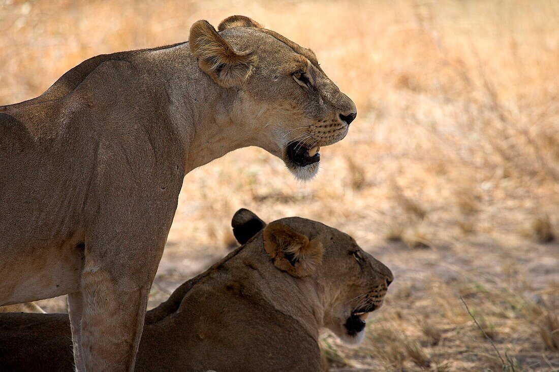 Samburu National Reserve, Kenya, East Africa; Pair Of Female Lions