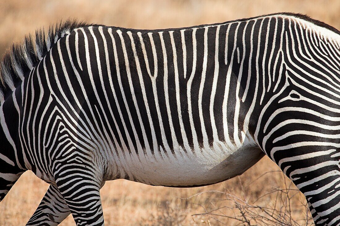 Samburu National Reserve, Kenya, East Africa; Grevy's Zebra