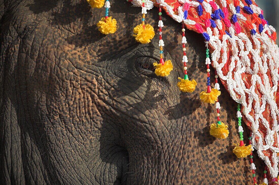 Surin, Thailand; Nahaufnahme eines geschmückten Elefanten bei einer Prozession