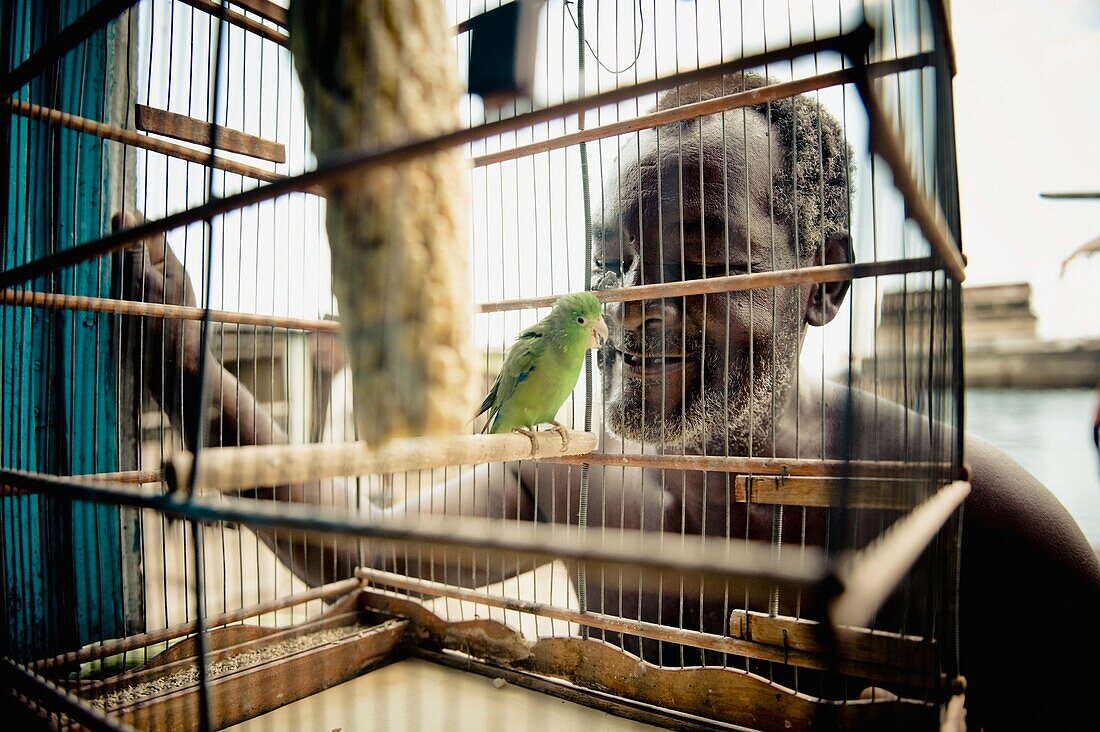 Mann betrachtet Papagei im Käfig, Brasilien