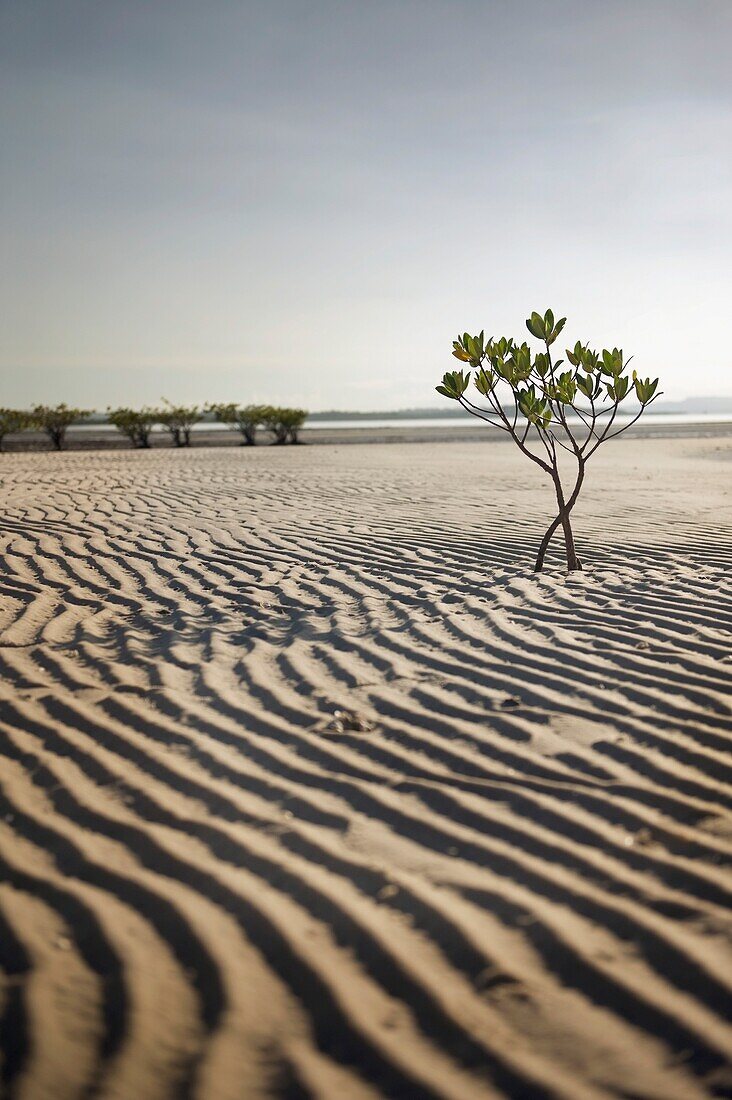 Ridges In The Sand Of Desert; Acupe, Brazil