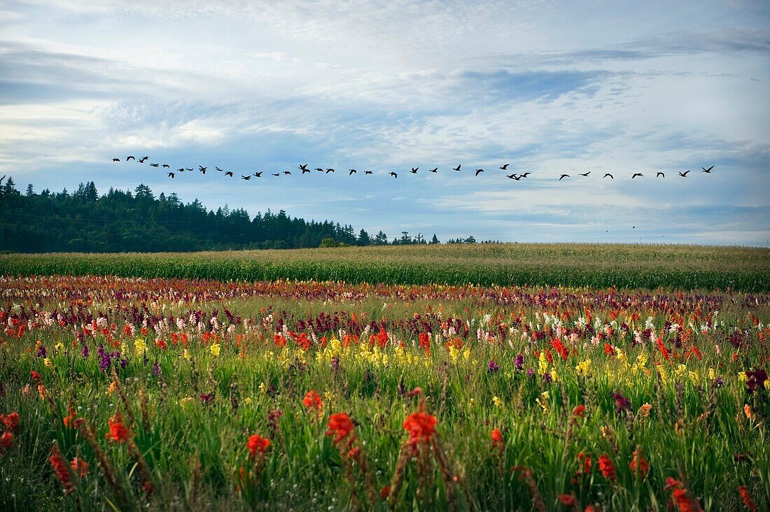 Ein Schwarm Gänse fliegt über ein Blumenfeld, Brasilien