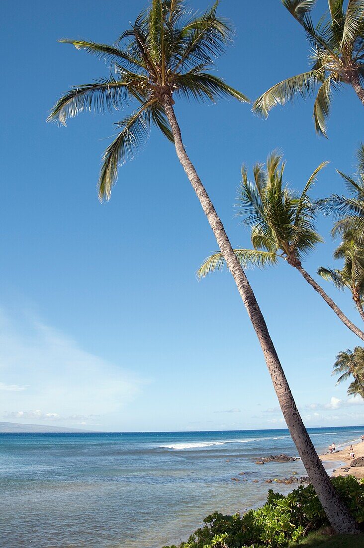 Palm Tree, Maui, Hawaii, Usa