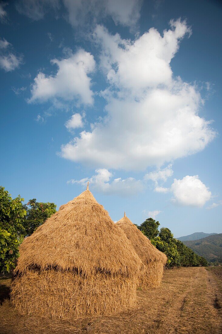Haystacks Made From Rice Stalks, Thailand