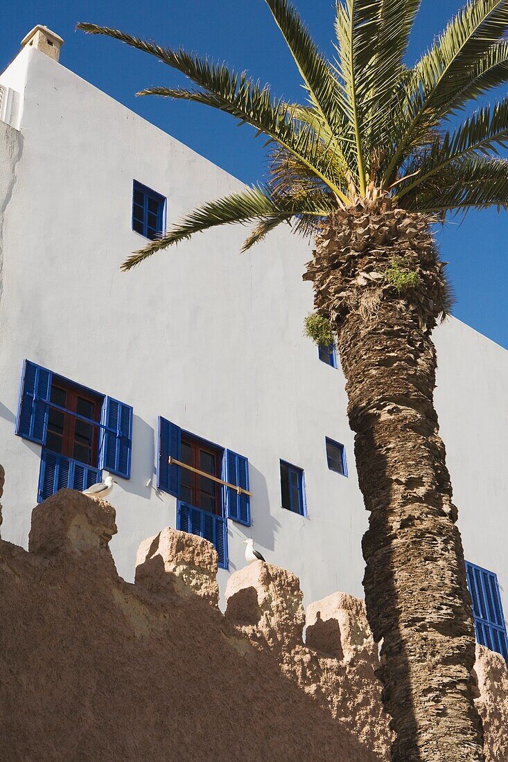 Palme vor einem Gebäude, Essaouira, Marokko