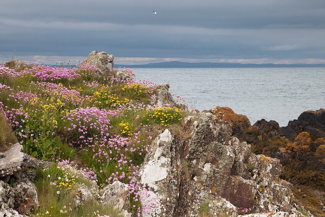 Wildblumen an der Küste, Isle Of Whithorn, Dumfries And Galloway, Schottland