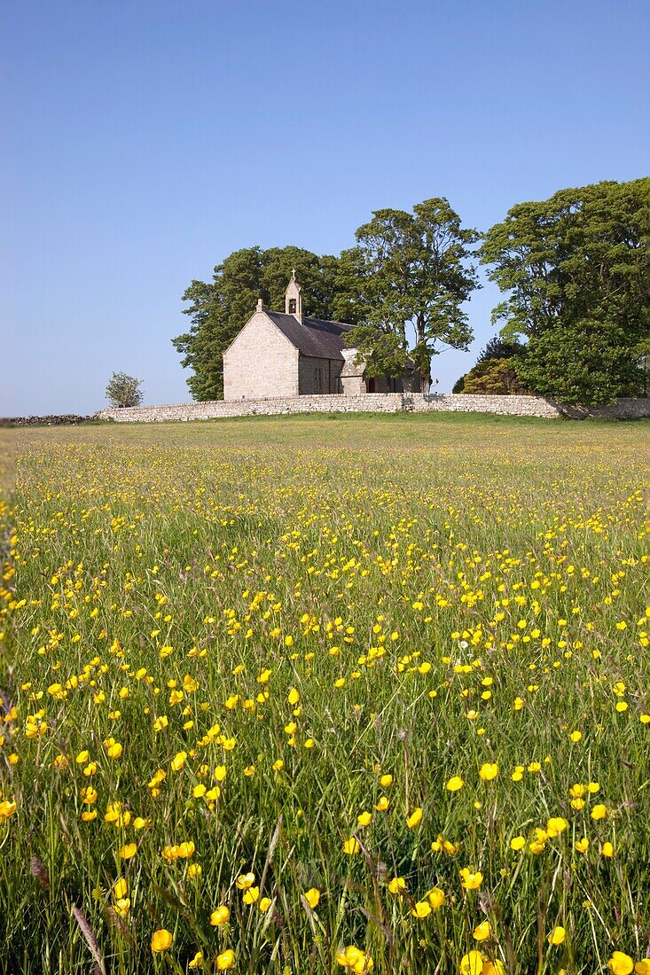 Kirche und Feld mit gelben Wildblumen, Northumberland, England