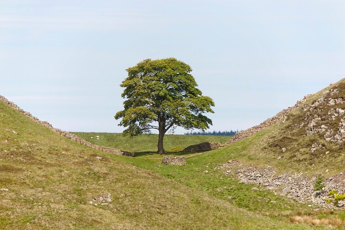 Einsamer Baum am Fuße eines Hügels, Northumberland, England
