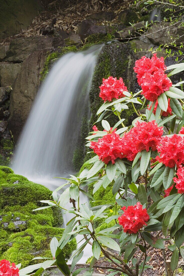 Rote Rhododendren mit Wasserfall