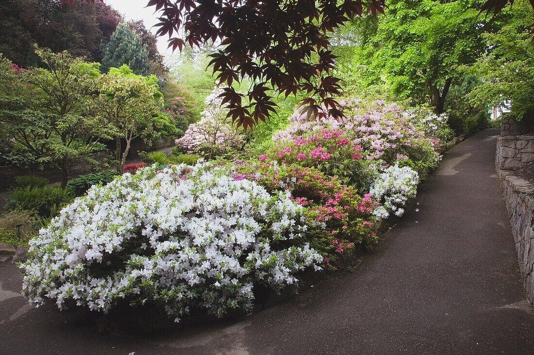 Path By Flowerbed In Park