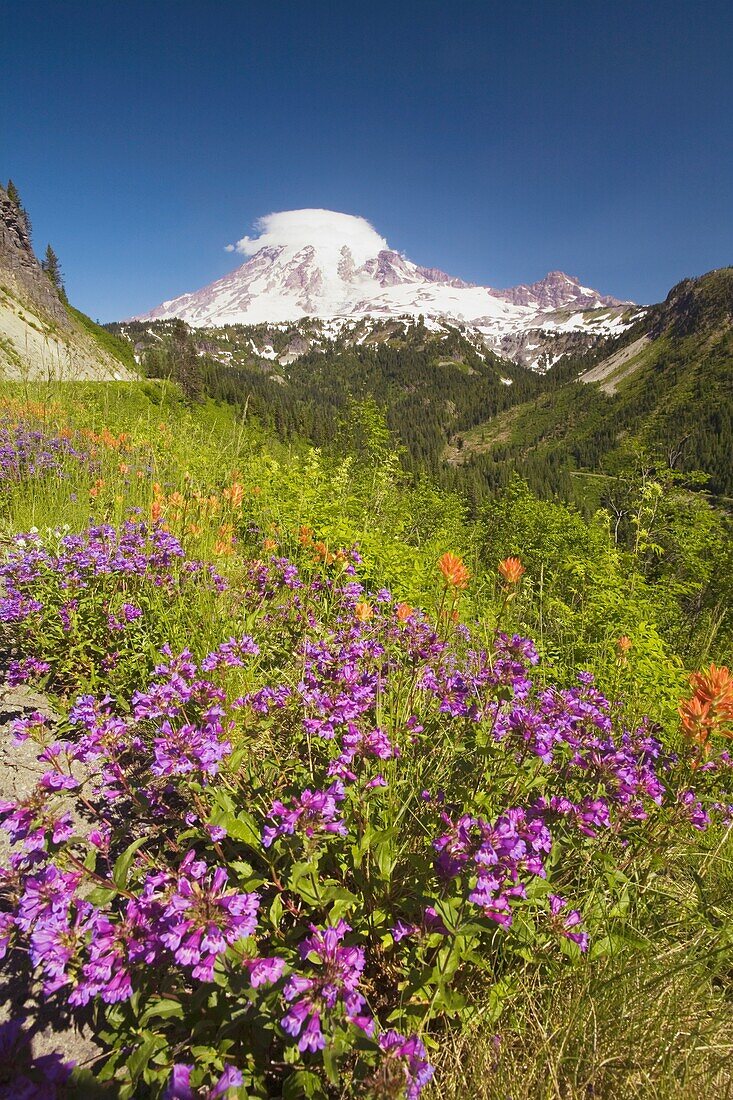 Alpine Wildblumen
