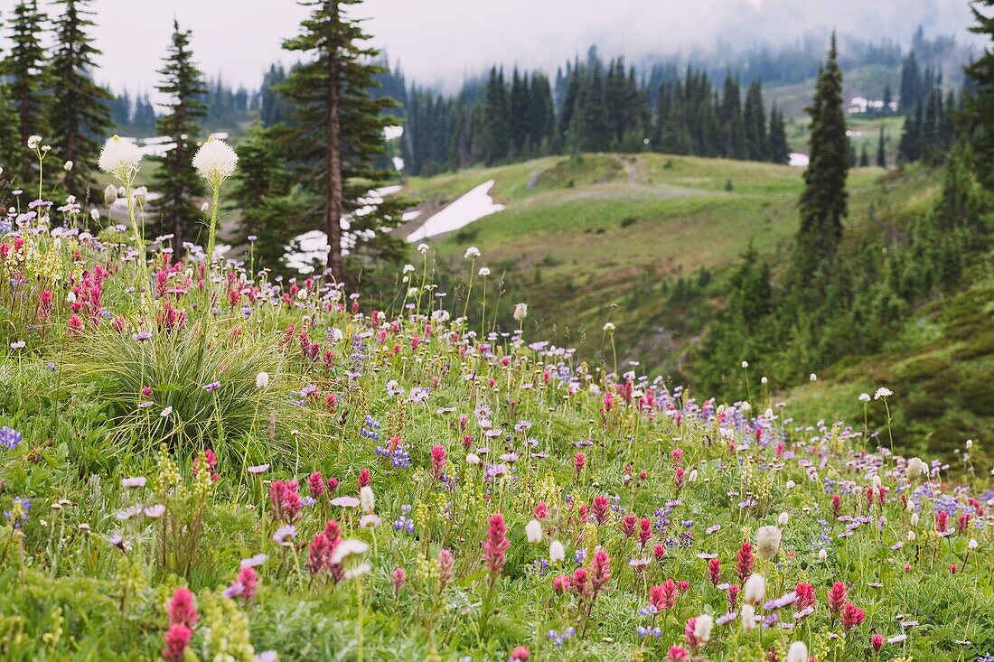 Hillside Wildflowers