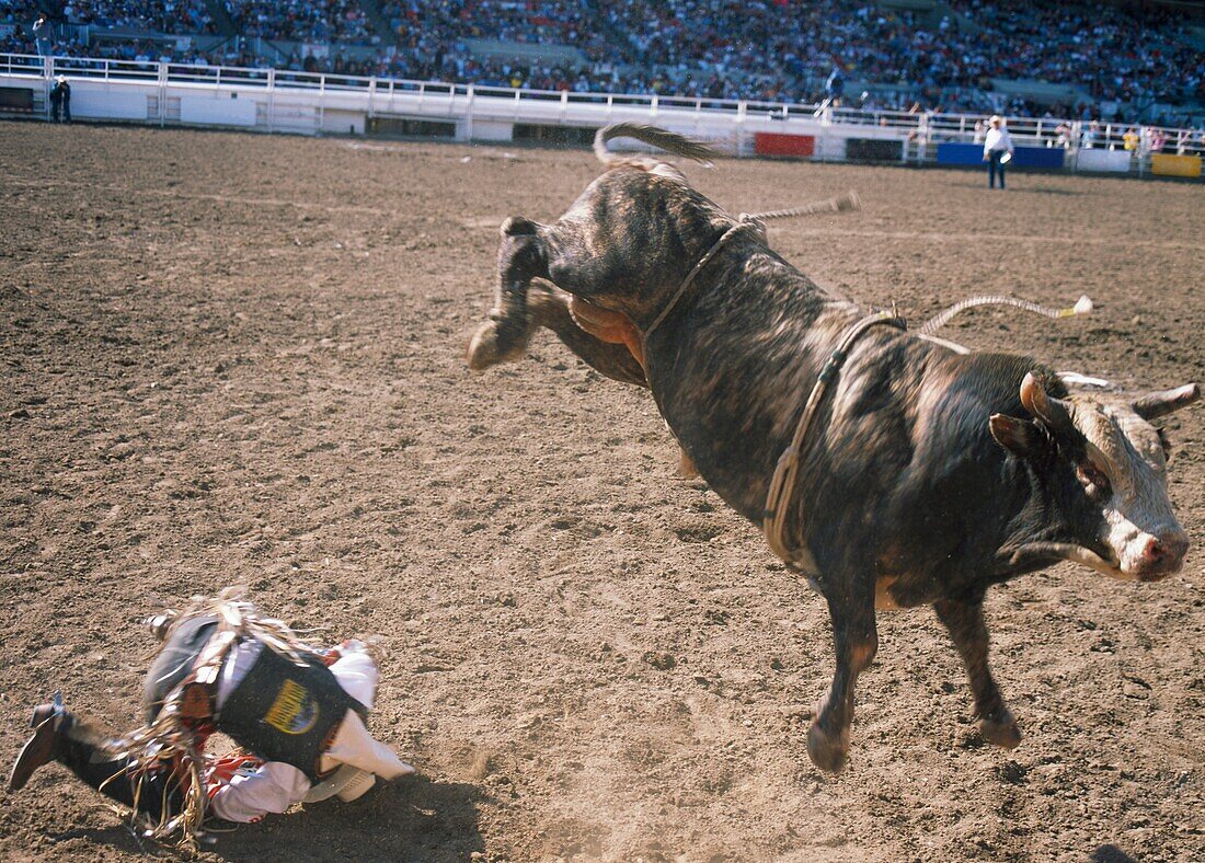 Stierreiter, Calgary Stampede, Calgary, Alberta, Kanada