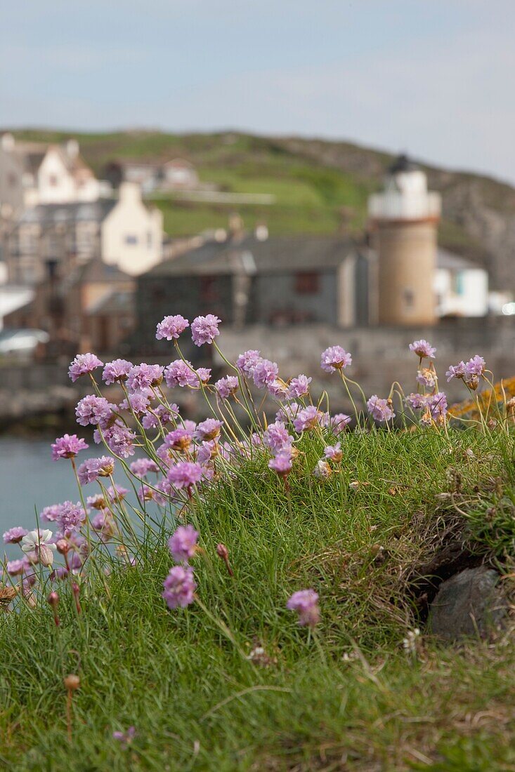 Violette Wildblumen, Portpatrick, Dumfries und Galloway, Schottland