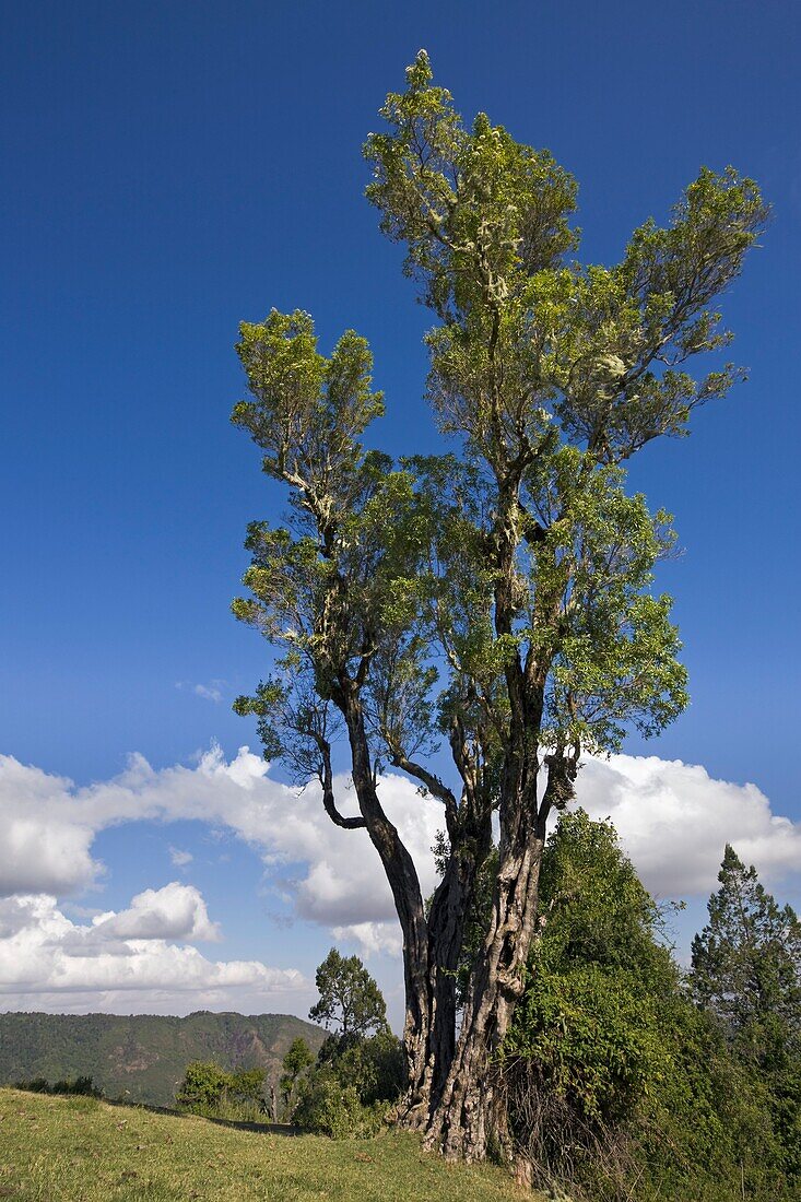 Ein Baum ragt über die Landschaft nahe dem Gipfel des Mount Nyiru, Kenia, Ostafrika