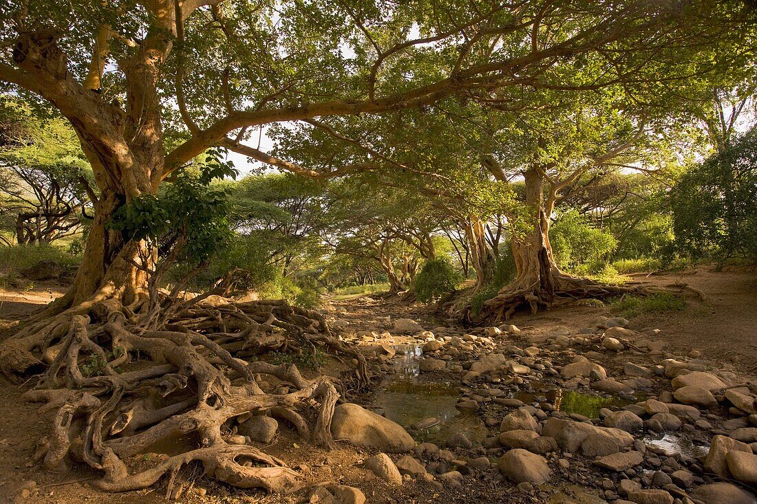 Riesige Feigenbäume, Ewaso Rongai Valley, Nordkenia, Afrika