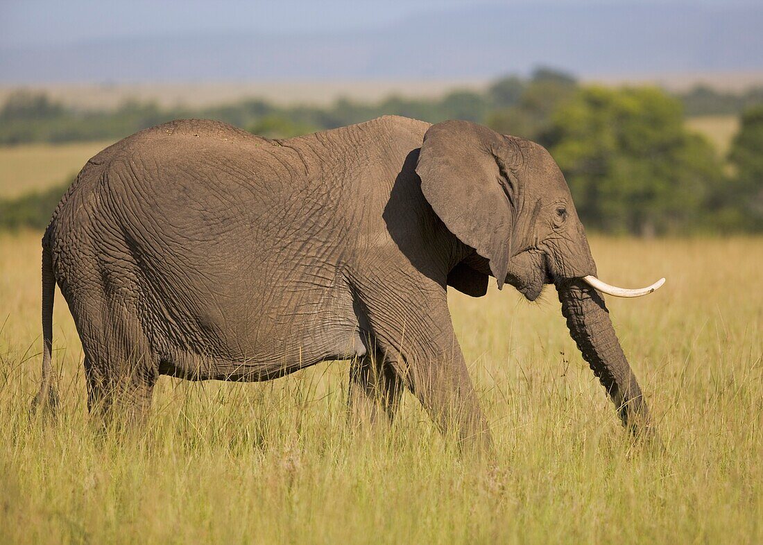 Afrikanischer Elefant auf Wanderschaft durch das hohe Gras der Masai Mara, Kenia, Ostafrika