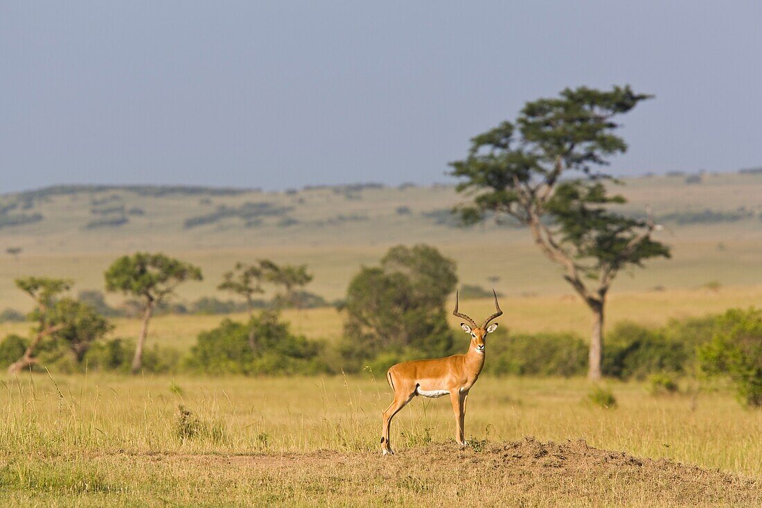 Male Impala In The Masai Mara, Kenya, East Africa