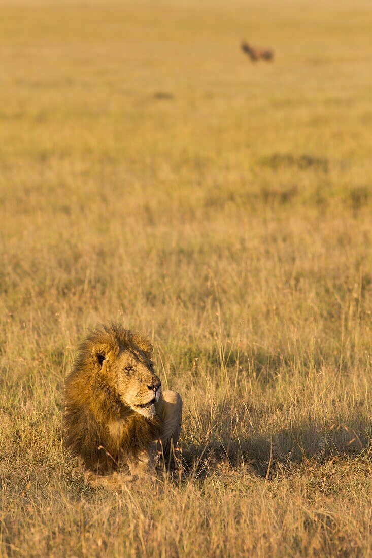 Male Lion Sitting In The Grass, Masai Mara, Kenya, East Africa