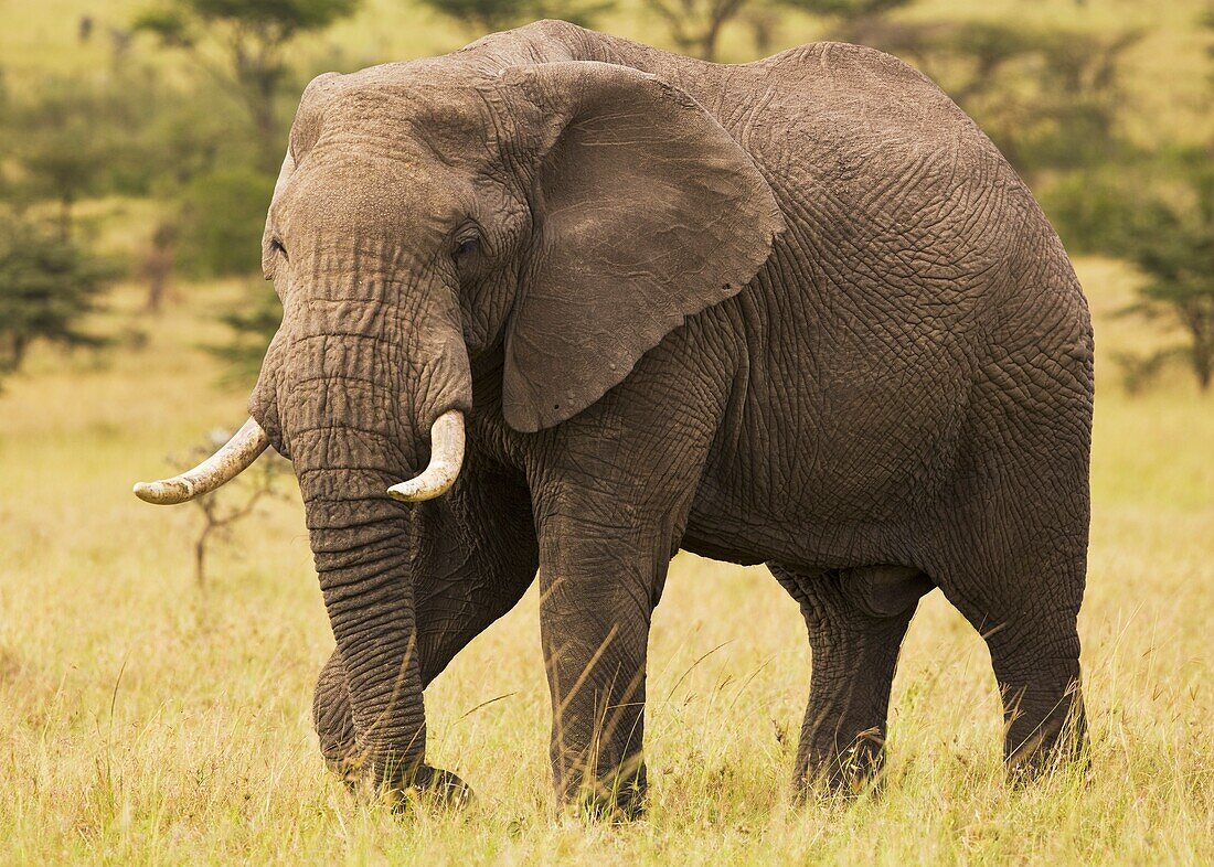 Bull Elephant, Masai Mara, Kenya, Africa