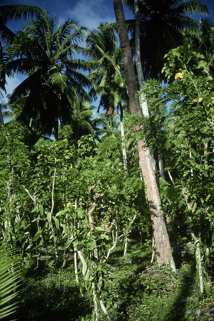 Vanilleorchideen klettern an Bäumen auf der Ile de la Reunion