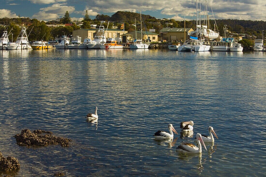 Pelikane im Hafen von Bermagui, Neusüdwales, Australien