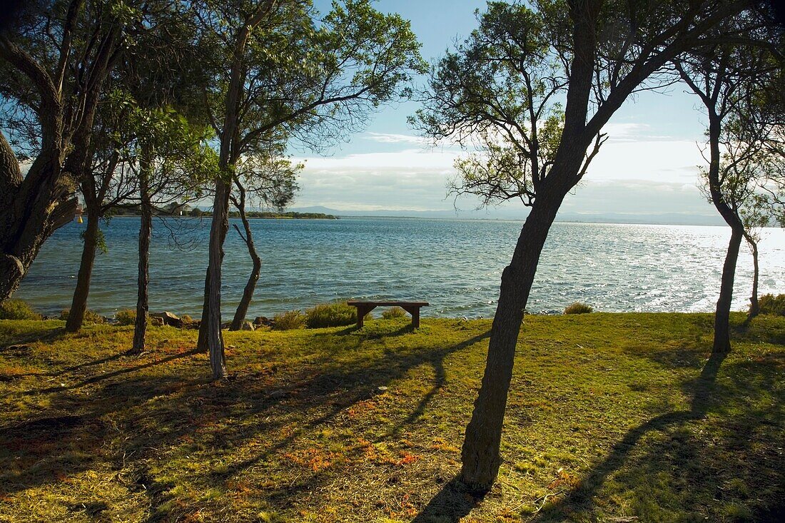 Trees Along The Water's Edge