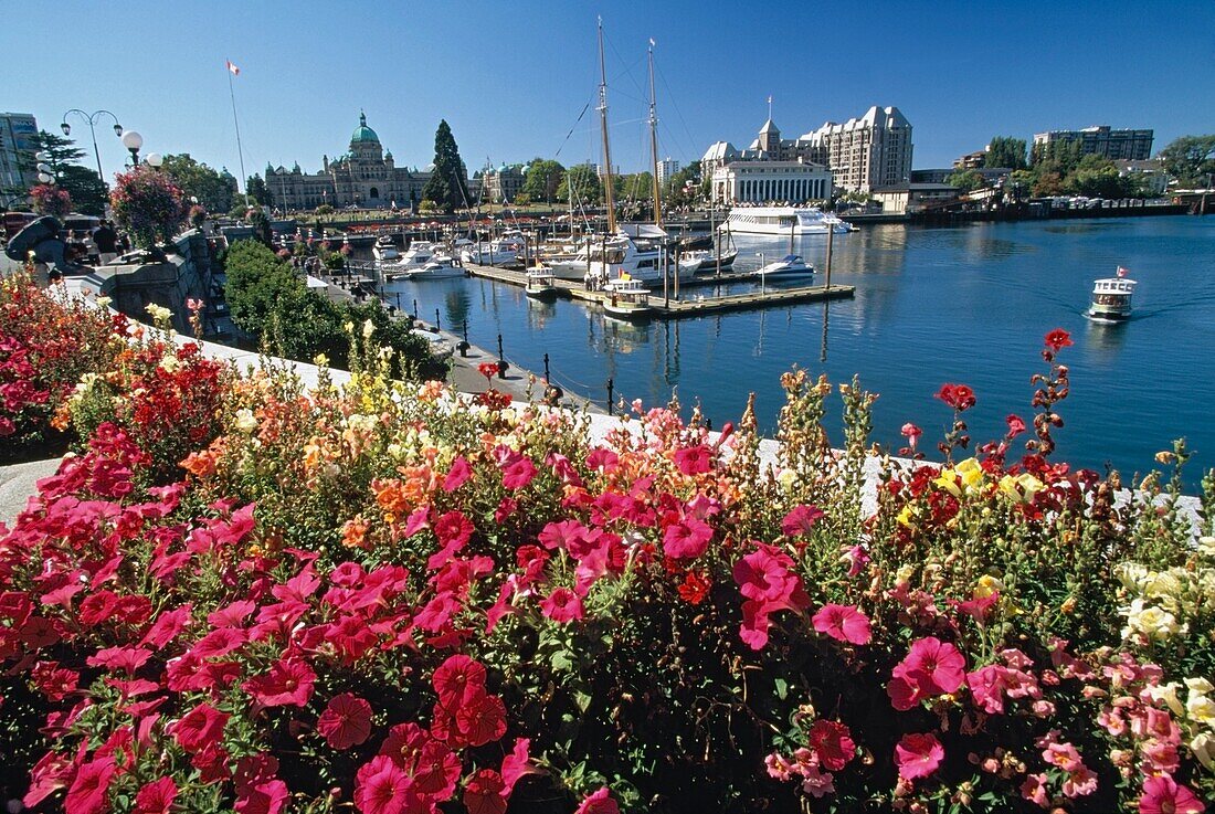 Blumen entlang des Victoria-Hafens; Victoria, Vancouver Island, British Columbia, Kanada
