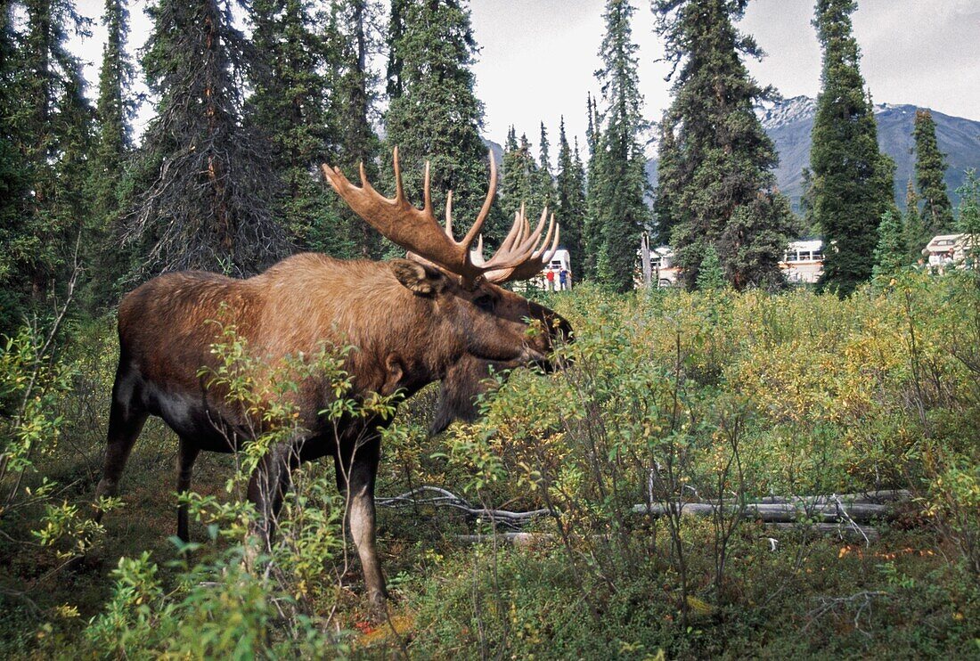 Bull Moose Eating Willow With Tour Buses Observing