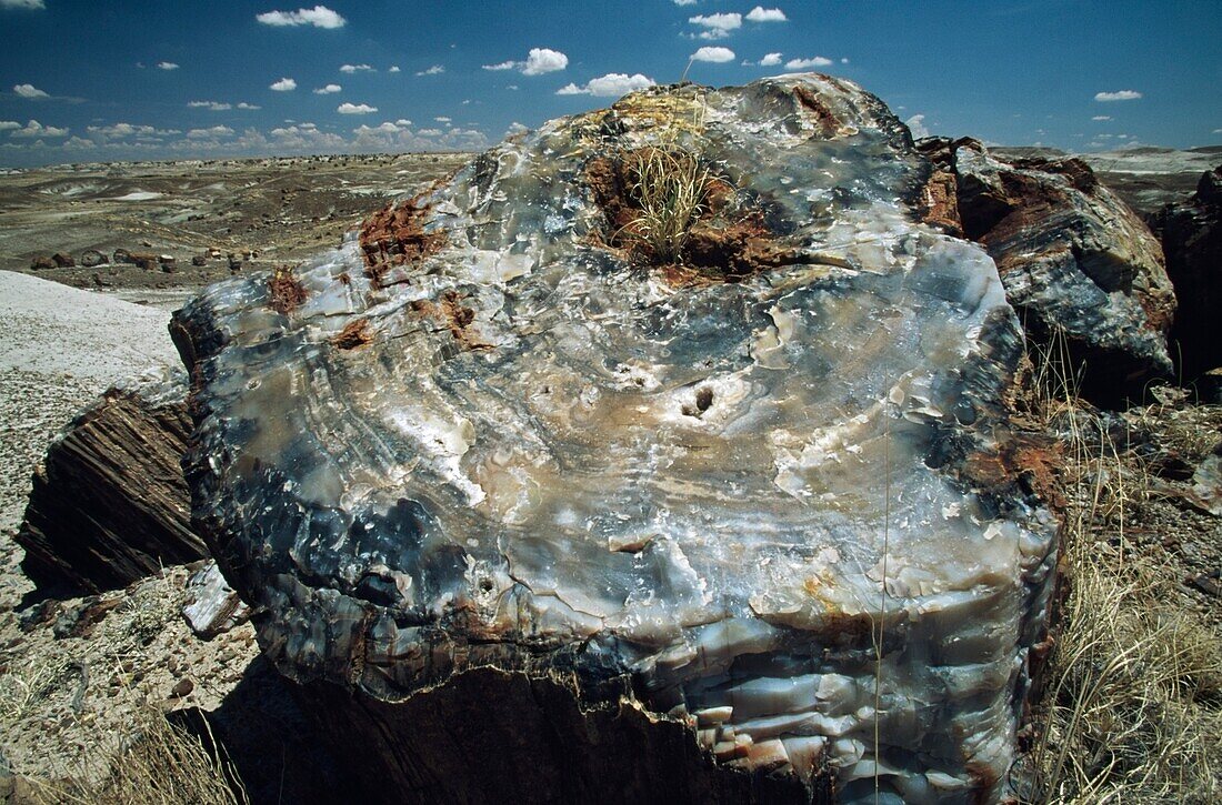 Cross-Section Of Petrified Log In Crystal Forest, Arizona, Usa