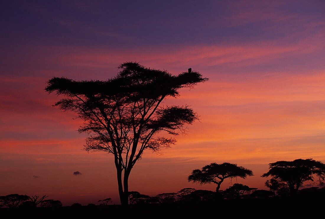 Akazienbäume bei Sonnenaufgang im Serengeti-Nationalpark, Tansania, Afrika