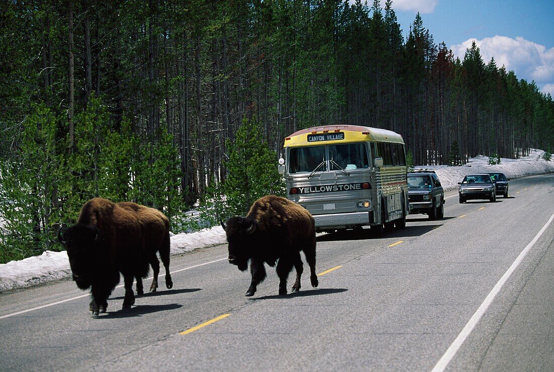 Bisons blockieren den Verkehr auf der Straße, Yellowstone National Park, Wyoming, USA